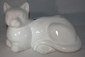 Katze weiß glänzend